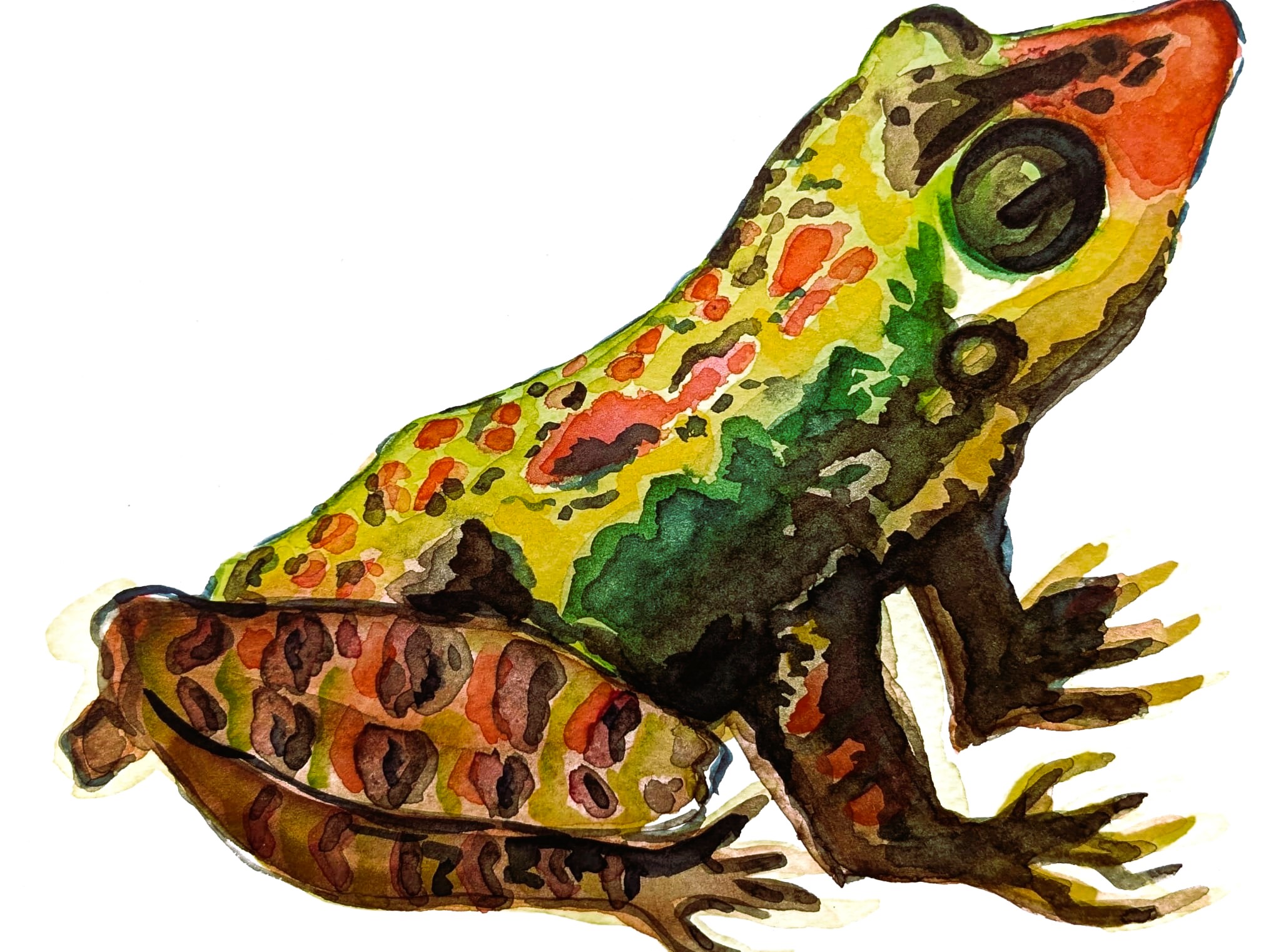 El Sapo