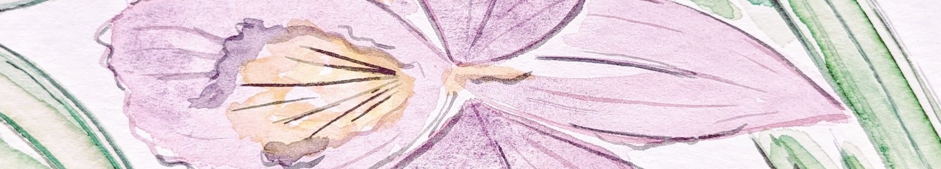 A water colour frog by P. Barajas